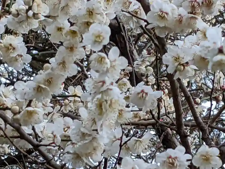 玉眞院玉川大師の庭園