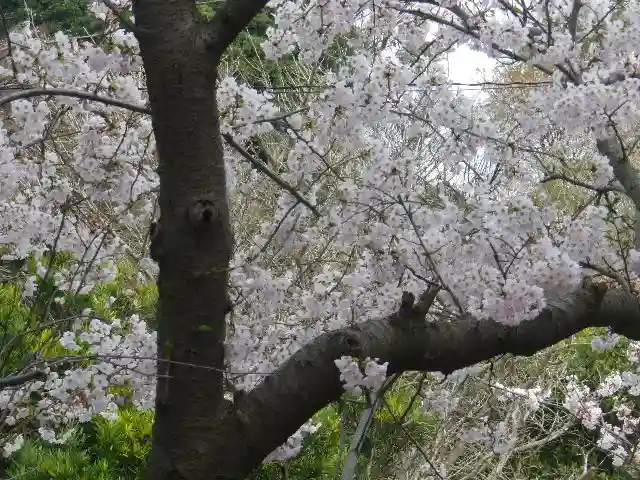 五所神社の自然
