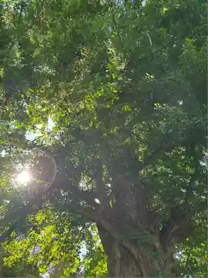 珍蔵寺　(山形県)