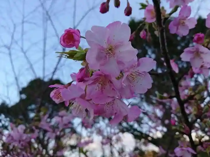 曽我浅間神社の自然