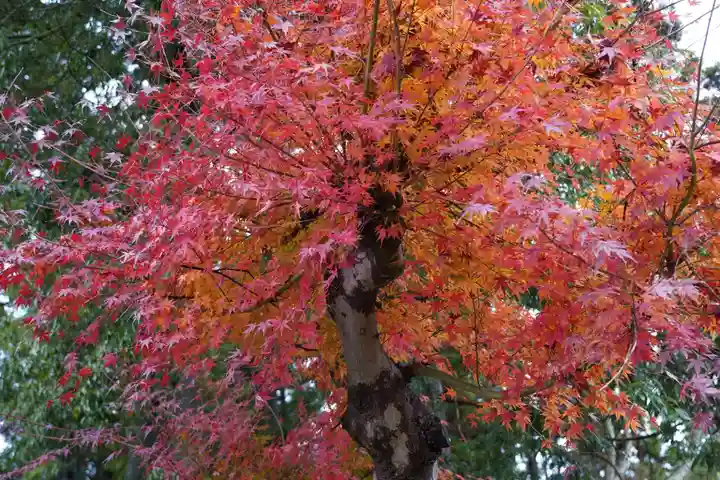 豊景神社の自然