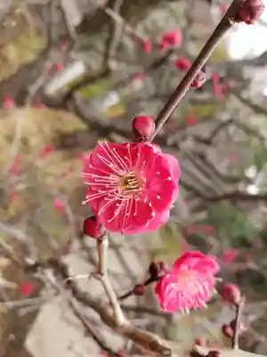 布多天神社(東京都)