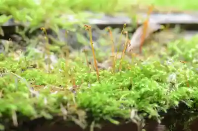 祇王寺(京都府)