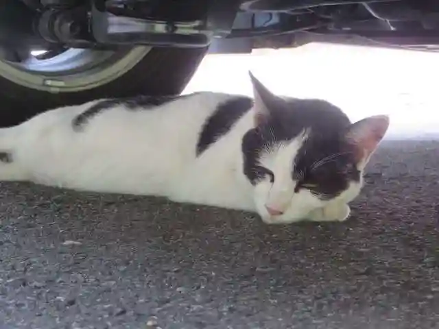 御誕生寺(猫寺)(福井県)