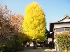 今市報徳二宮神社の自然