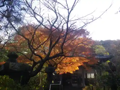 安國論寺（安国論寺）の自然