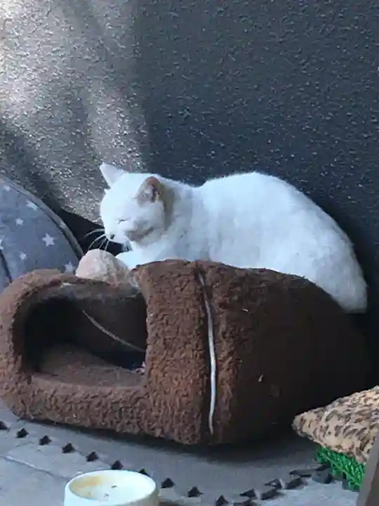 愛宕神社の動物