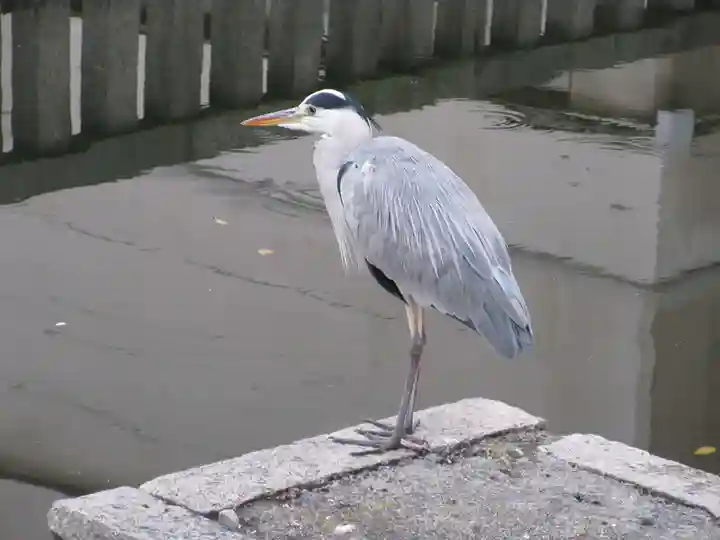 東寺(教王護国寺)の動物