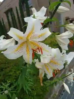 山中浅間神社(山梨県)