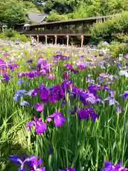 本土寺(千葉県)