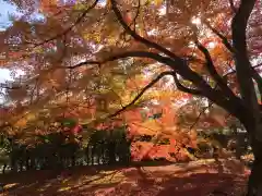 天龍寺の自然