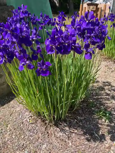 鶴田八幡宮(青森県)