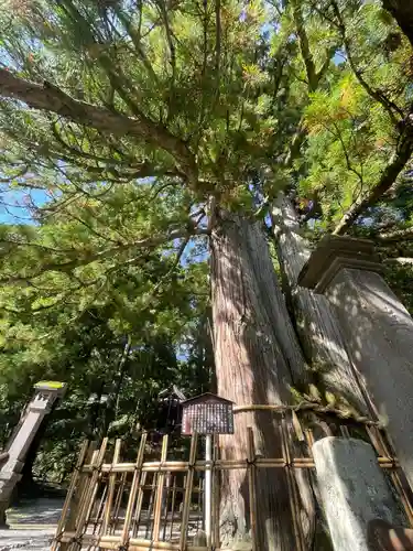 戸隠神社中社の自然