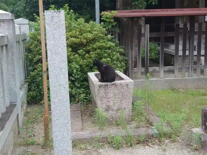大鳥美波比神社(大鳥大社境内摂社)の動物