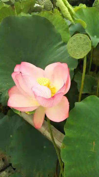 八幡神社の自然