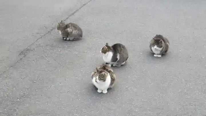 御誕生寺(猫寺)の動物