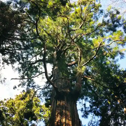 大生神社の自然