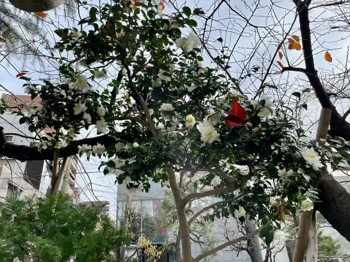 湯島御霊社の自然