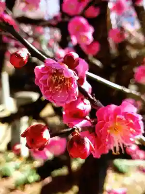 成願寺(東京都)