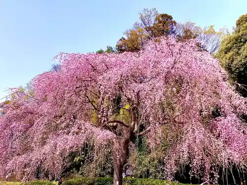 櫻木神社(千葉県)