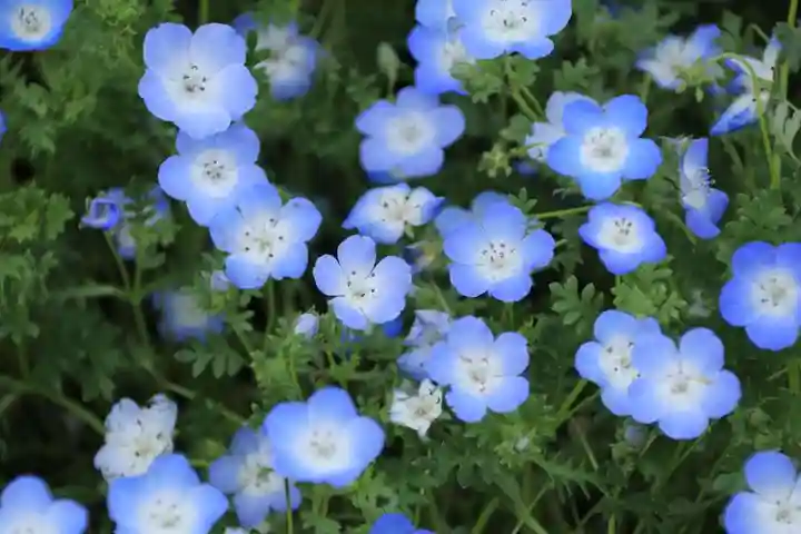 大鏑神社の自然