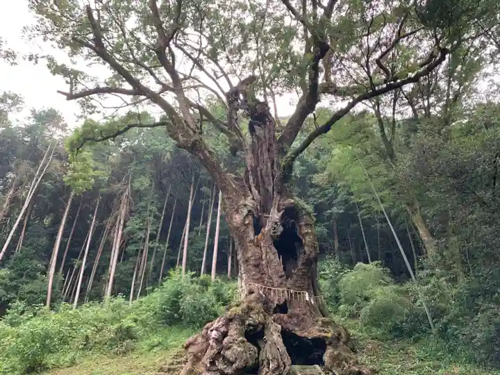 武雄神社の自然