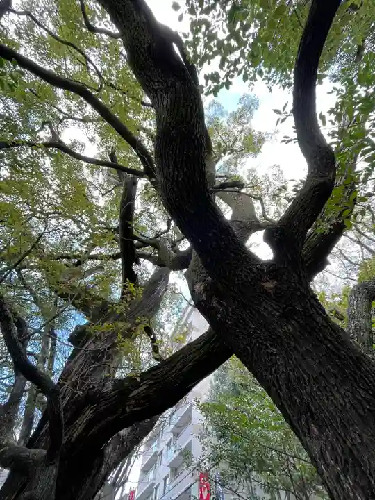 若一神社の自然