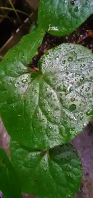 伊賀東照宮(三重県)