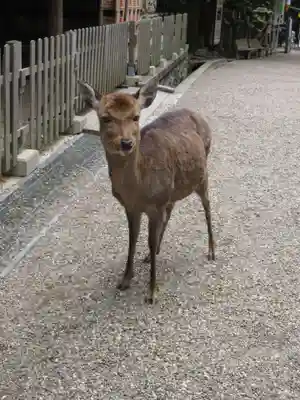 春日大社(奈良県)