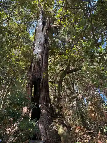 飯田八幡神社(埼玉県)