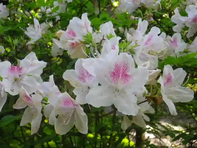 安國論寺(安国論寺)の自然