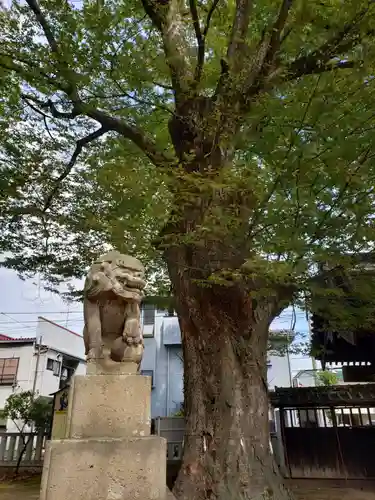 佐間天神社の狛犬