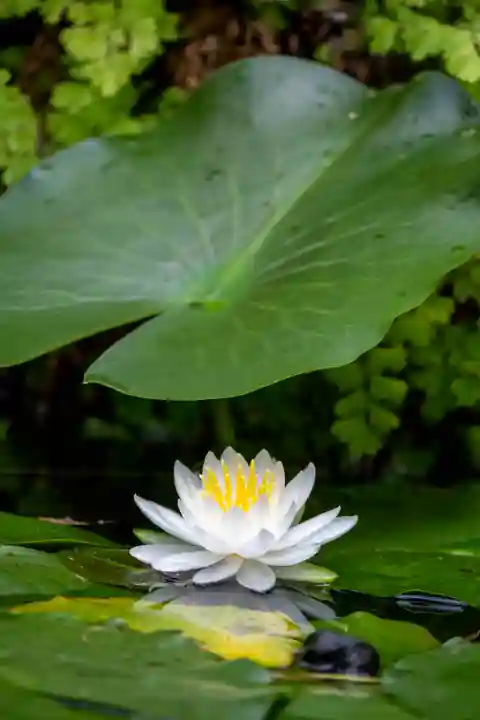 正安寺(神奈川県)