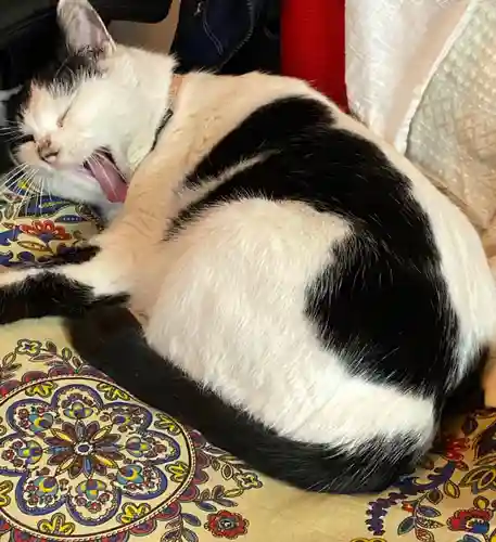 賀茂別雷神社の動物