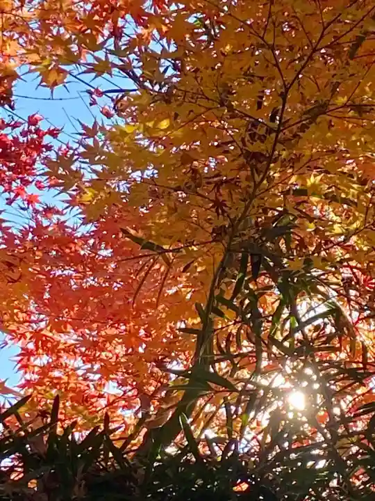 木食寺安祥院の自然