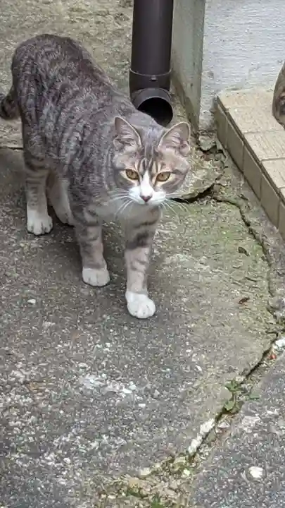 玉野御嶽神社の動物