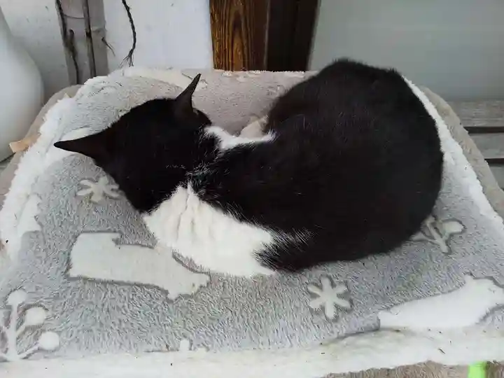 御誕生寺(猫寺)の動物