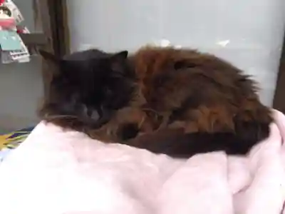 御誕生寺（猫寺）(福井県)