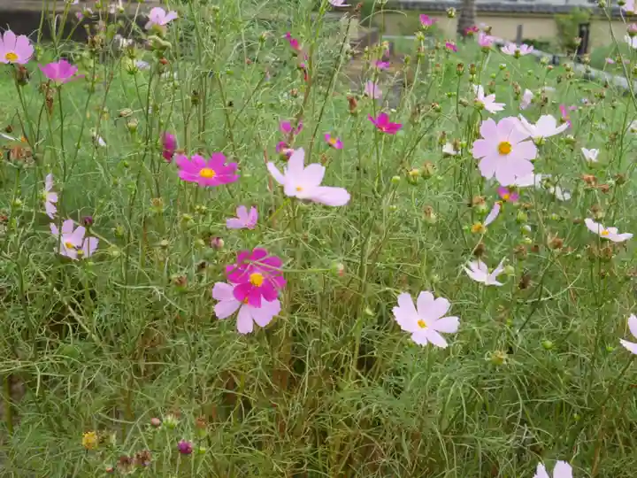 般若寺 ❁コスモス寺❁の庭園