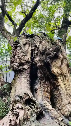 來宮神社の自然