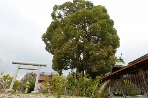 柳澤神社の自然