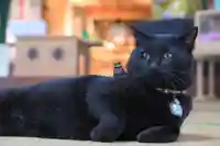 高司神社〜むすびの神の鎮まる社〜の動物