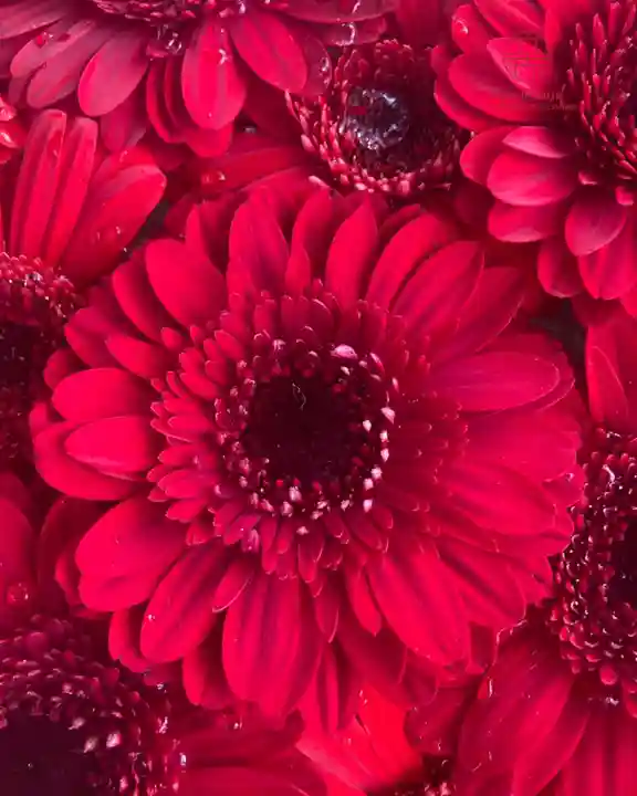 立志神社(滋賀県)