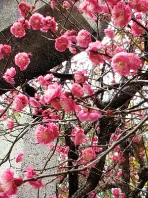 牛天神北野神社(東京都)
