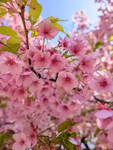 新井薬師（梅照院）(東京都)