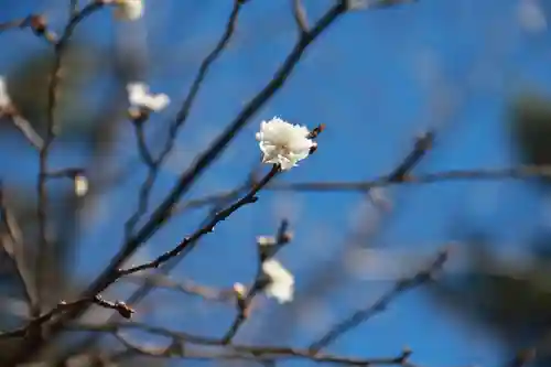 開成山大神宮の自然