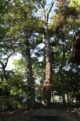 皇小津神社の自然