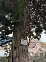 浄誓寺(愛知県)