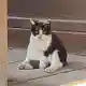 おてらねこ