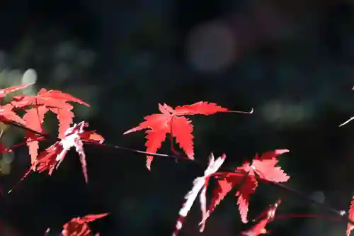 豊景神社の自然